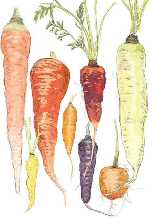 Carrots -  6 greeting cards