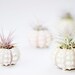 Simple Urchin : Air plant