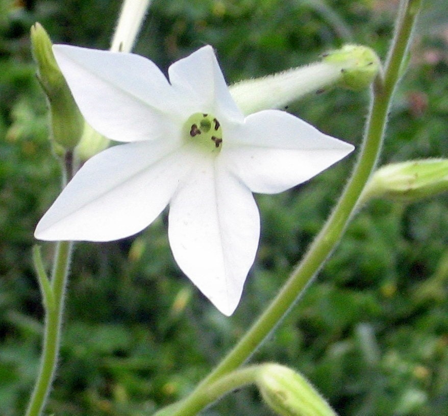 Jasmine Tobacco Nicotania Alata Grandiflora Heirloom by greenthing