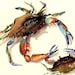 BIG brother of the Bully Blue Crab 11X14 watercolor print by Barry Singer