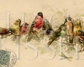 Instant Download Flock of colorful BIRDS Dragonfly Antique French postcard DIGITAL Scan