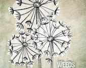 Some see wishes