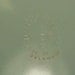 Pink Rimmed Milk Glass Pyrex Pie Baking Dish Vintage
