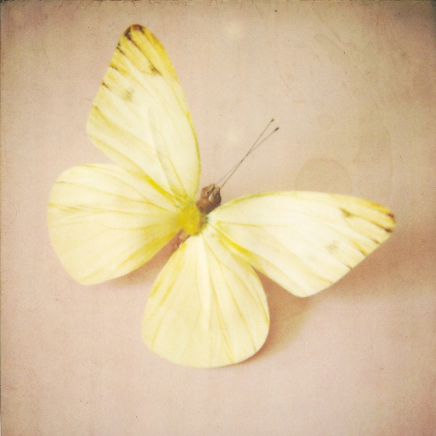 i dream of sunshine - 8x8 pale yellow whimsical butterfly photo - nursery childrens room decor