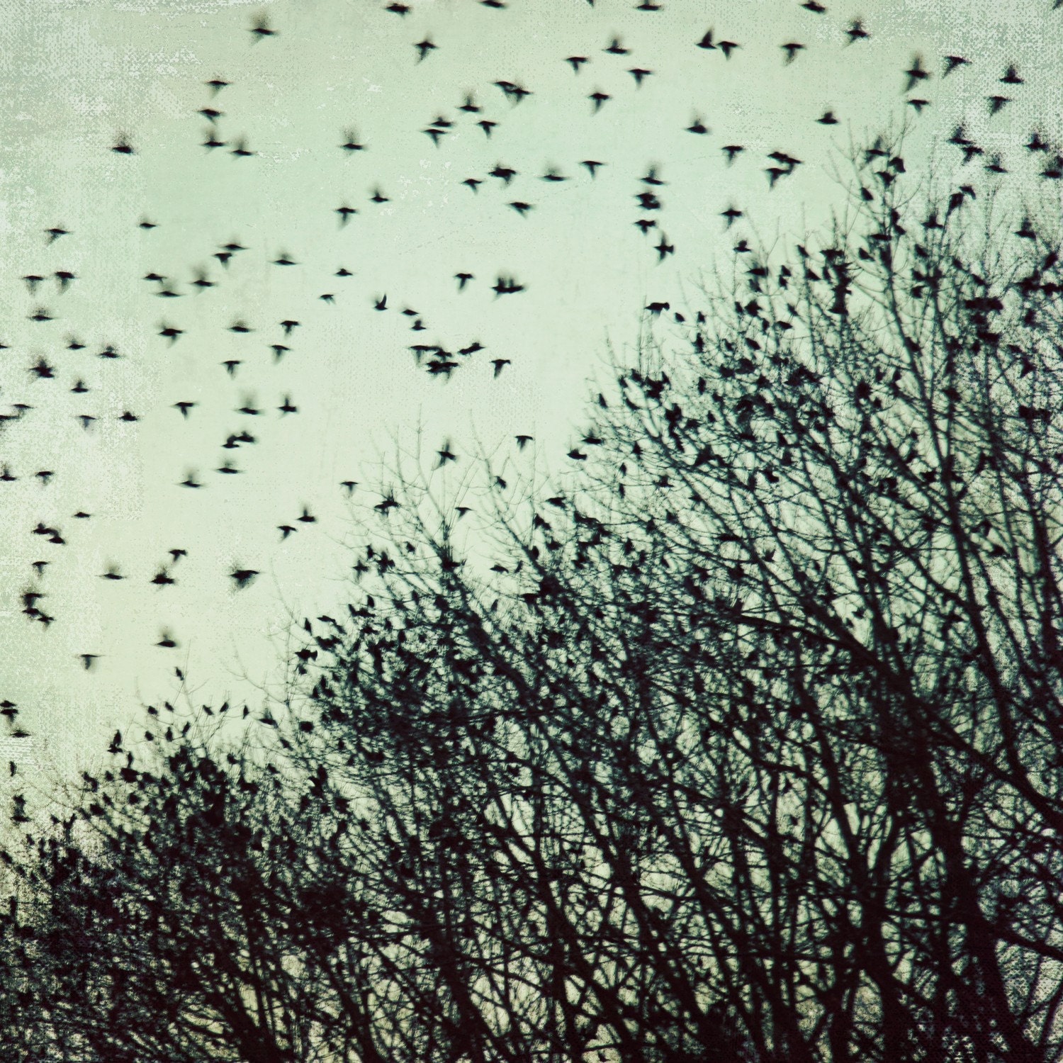 FREE SHIPPING and so it begins - 8x8 bird, sky, tree photo, flight, flock, grey, gray, bare winter trees, texture, square, rustic decor