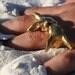 Bunny Love Ring in Gold with Onyx Eyes