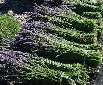 Six Organically Grown  Lavender Plants Your Choice to ship in 4 weeks.