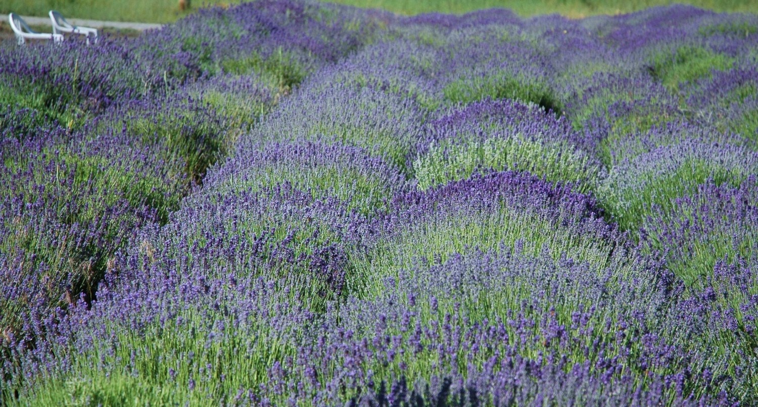 Lavender Field Consultation