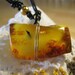 AMBER - Baltic Encapsulated Winged Creature - Natural Golden Hue