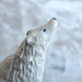 Arctic White Wolf statue with blue eyes