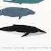 Whales of the World print