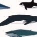 Whales of the World print