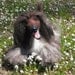 Sculpture from your photo / Needle Felted Dog / Custom Miniature of your pet