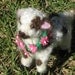DIY Needle Felting Kit / cute spotted sheep / poseable / Learn to needle felt / Needlecraft Tutorial