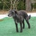Needle Felted Dog /In Memory of Finn /SCOTTISH DEERHOUND by Fiber Artist GERRY-Lifelike Poseable