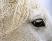 Horse Photo - Witaka Eye - 8x10 Signed Photo