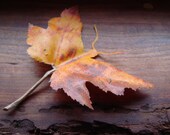 moth leaf silhouette