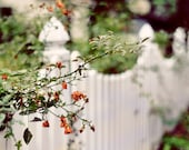 Cottage Fence Photograph, 8x10 Print, Shabby Chic Photo, White Fence, Charming Home Decor, Spring Garden, Nature Photography