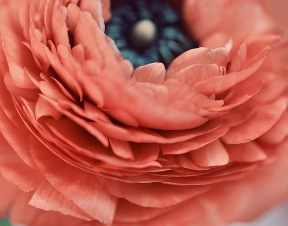 Ranunculus Photograph, Apricot, 8x10 Flower Photography, Macro Photo, Nature Print