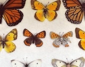 Butterfly Photograph, Specimen, 8x8 Print, Museum Butterflies Photo, Still Life Photography, Orange Yellow White