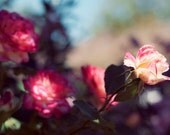 Rose Photograph, Promise 8x10 Print, Flower Garden Photo, Nature Photography, Natural Light
