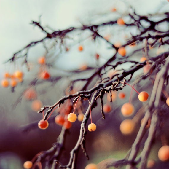 Nature Photography, Marzipan,  8x8 print, Winter Berries, Natural Light Photo, Nature Print