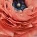 Ranunculus Photograph, Apricot, 8x10 Flower Photography, Macro Photo, Nature Print