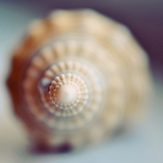 Shell Photograph, 8x8 Macro Seashell Print, Ethereal Seashell Photo, Beach Photography
