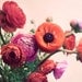 Ranunculus Photograph, 11x14 Print, Flower Photography, Romantic Photo