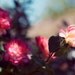 Rose Photograph, Promise 8x10 Print, Flower Garden Photo, Nature Photography, Natural Light