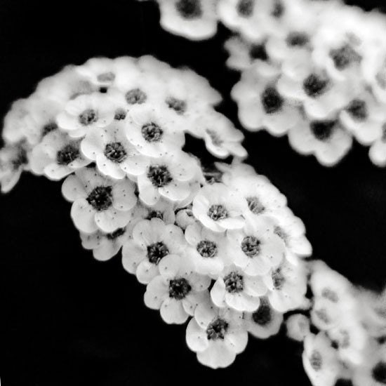 Black and White Photography - Beloved 8x8 Photograph - Ethereal romantic dream  dramatic wedding print
