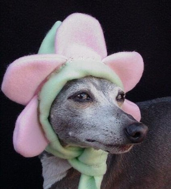 Bloomin Hatz4Brats tm.. Puppy Pansies Pet Hats Featured on Cute Overload.Medium