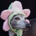 Bloomin Hatz4Brats tm.. Puppy Pansies Pet Hats Featured on Cute Overload.Medium