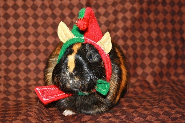 Tiny Elf Hat for Guinea Pigs, Chinchillas, Rats and Ferrets XXSmall
