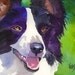 Border Collie Art Print of Original Watercolor Painting - 8x10 Dog Art