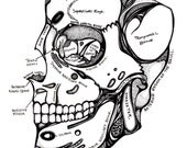 ANATOMICA Series (Skull) Art Print