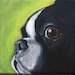 Boston Terrier Cute Magnet