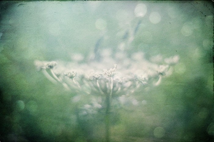 Original fine art dreamy nature photograph - Feel the magic in the air