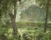 Original fine art dreamy nature photograph - When petals fall like tiny stars. 5x7 small print