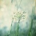 Original fine art dreamy nature photograph - Saturday morning