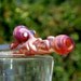 Octopus Glass Straw Pick your color custom
