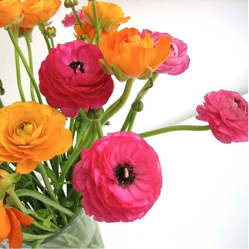 Flower photograph - Ranunculus - Pink and Orange -  Signed 3x3  inch  mini print - starrybluesky