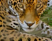 Nature photography  wildlife animal photography  big cats  In Your Eyes