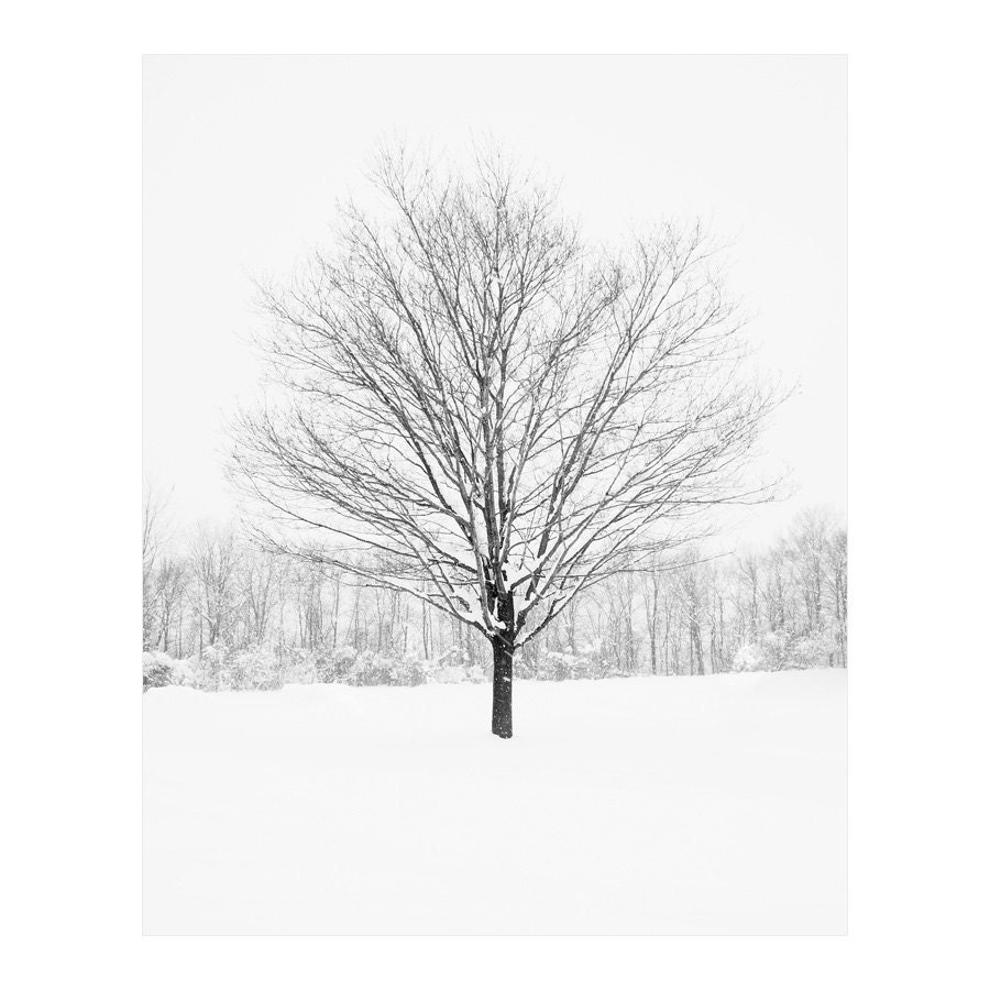 Tree in Winter - Woodland Photograph, Rustic Black & White Bare Branches with Christmas Snow, Monochromatic Nature Fine Art Print - 8x10