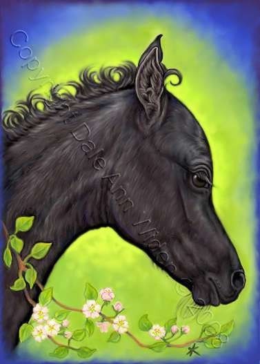 Horse ACEO Black Arabian Foal Quality Art Print Little Black Foal