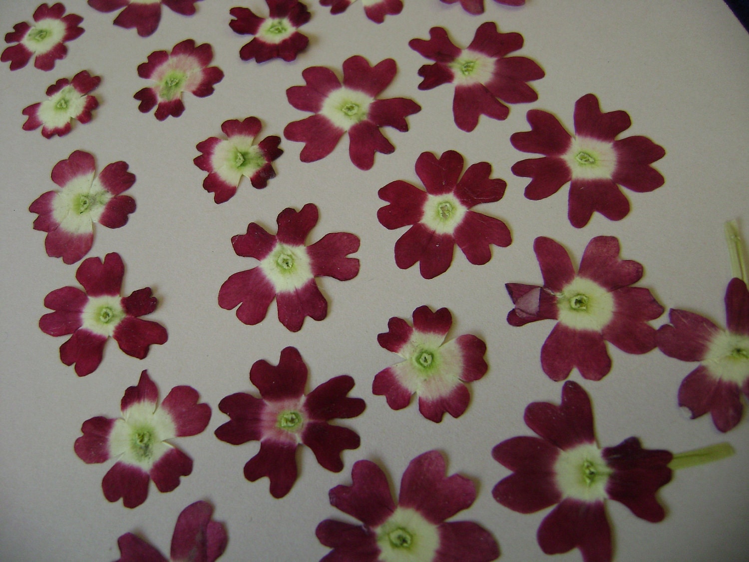 SALE Verbena Grown Pressed Preserved in Alaska 25 Flowers 15 FL
