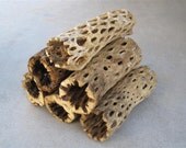 6 pieces of Cholla Cactus Wood 6 Inch Logs