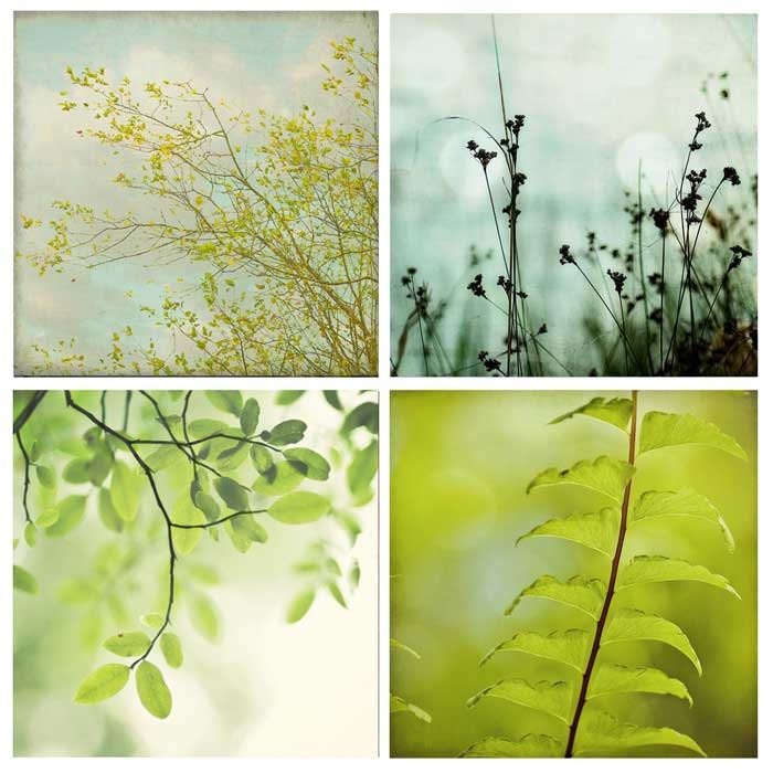 Trees and Fern Nature Photography Mini Collection, green blue brown baby nursery prints, vintage chic wall art - four 4x4 photos