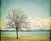 Oak Tree & Lake Photograph, blue white vintage inspired wall art, summer home decor, landscape - 8x8