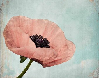 Poppy Flower Photography, pastel pink blue vintage wall art, shabby chic home decor, little girl baby nursery -  8x8